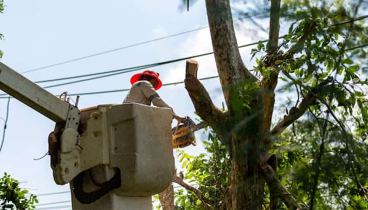 Tree care and maintenance services in Fayetteville