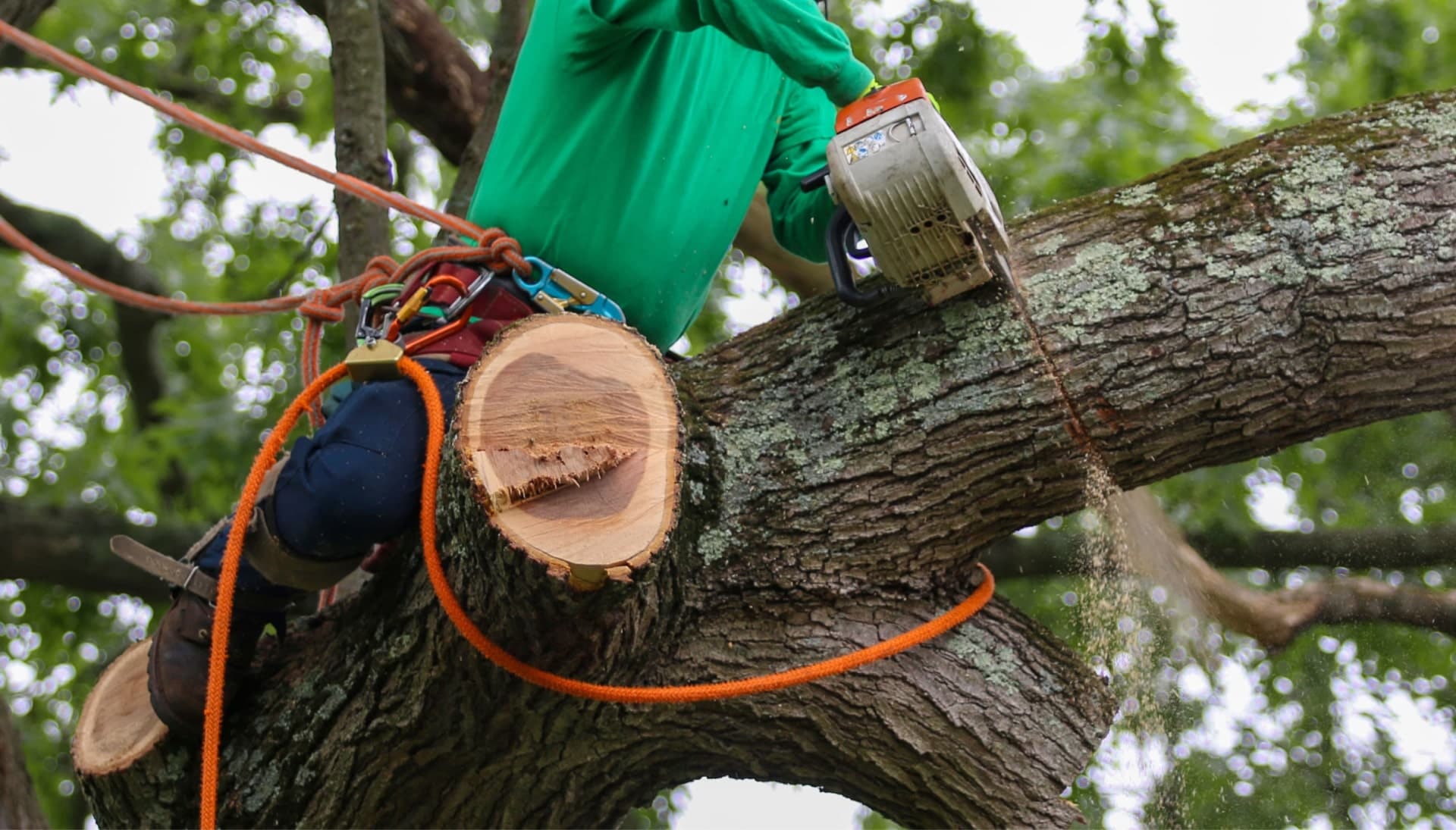Relax with Fayetteville best tree removal.