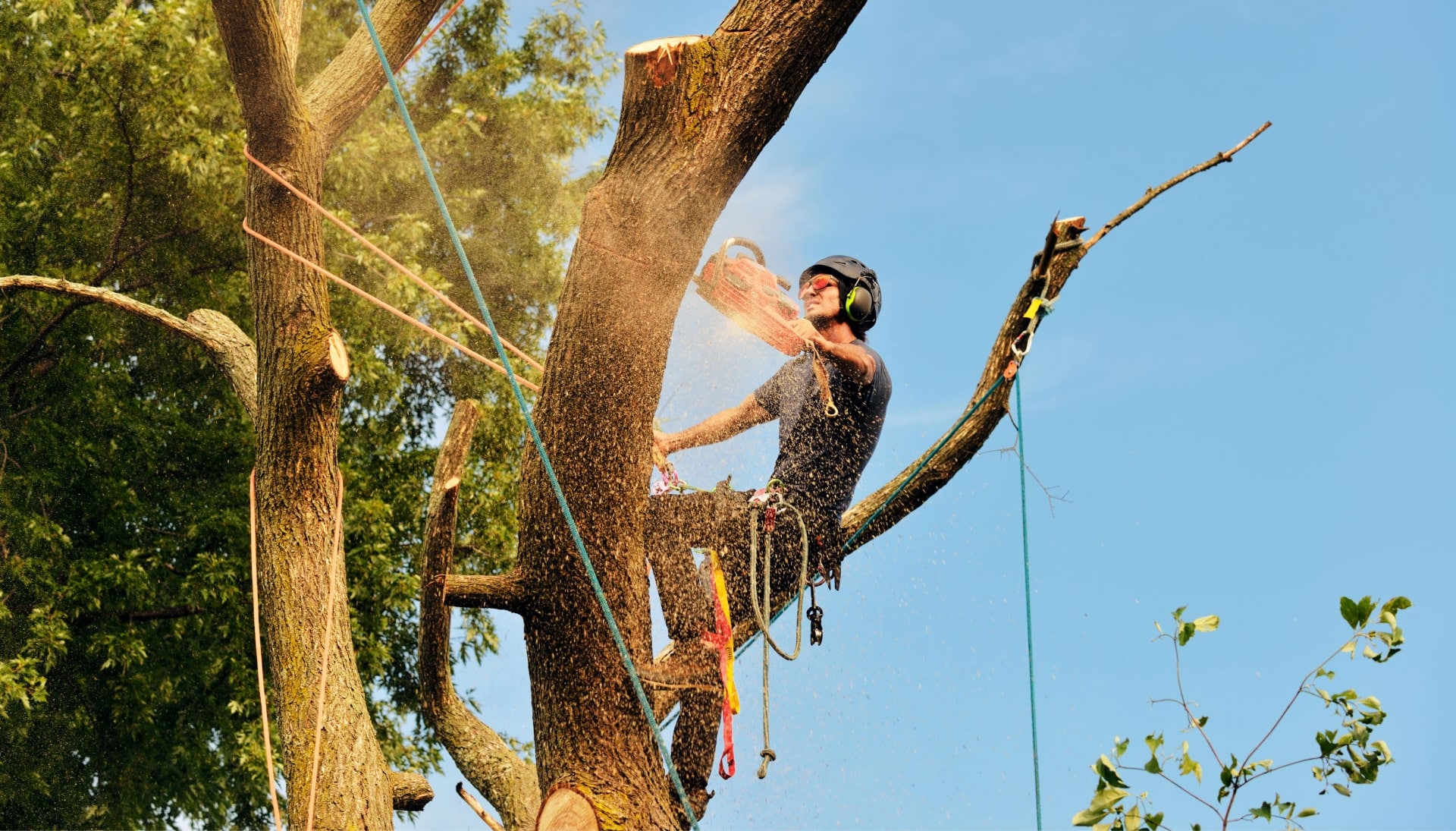 Fayetteville tree removal experts solve tree issues.