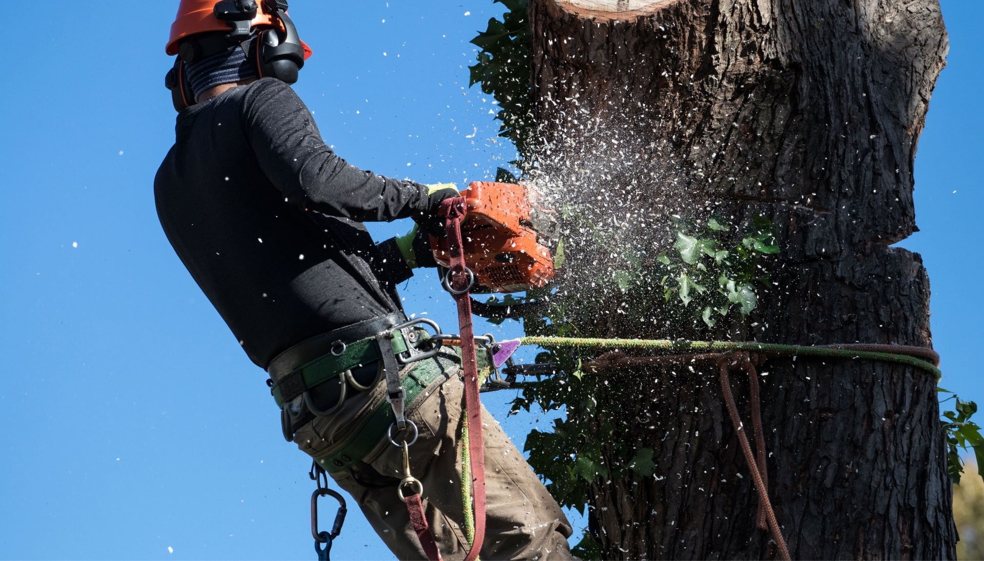 Professional Tree removal solutions in Fayetteville